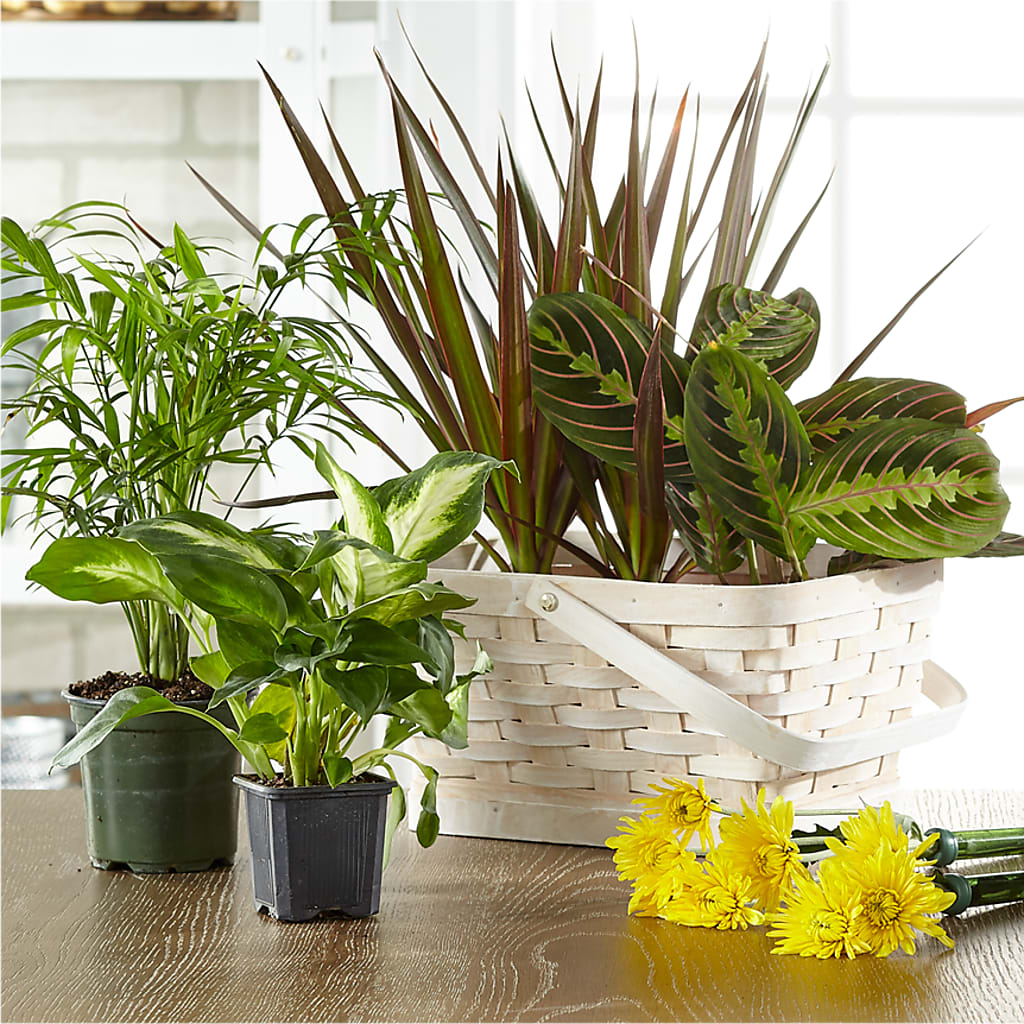 Florist Designed Blooming and Green Plants in a Basket – The Stud Florist, Conyers GA