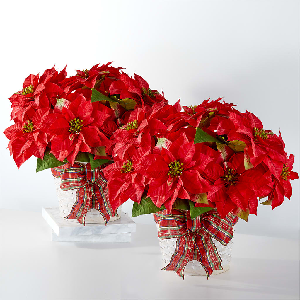 Happiest Holidays Poinsettia Bundle – The Stud Florist, Conyers GA