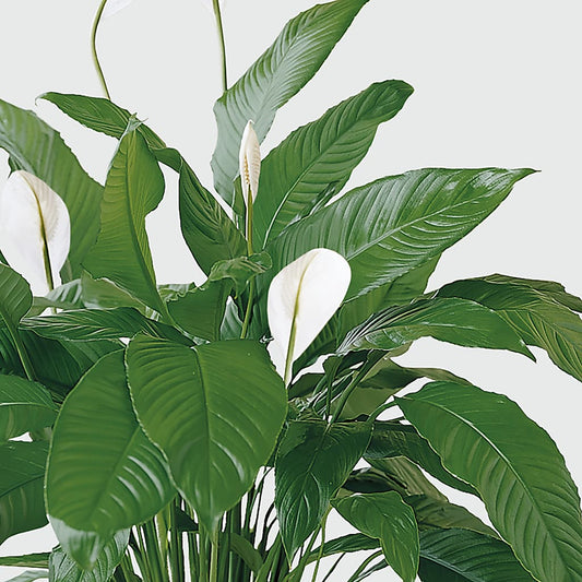 Tranquil Moments Peace Lily Plant – The Stud Florist, Conyers GA
