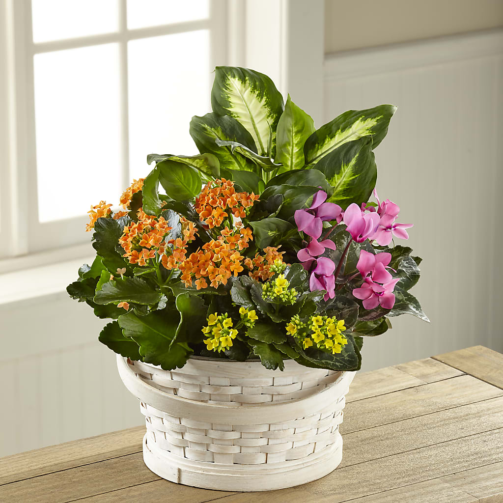 Color Crush Dishgarden – The Stud Florist, Conyers GA