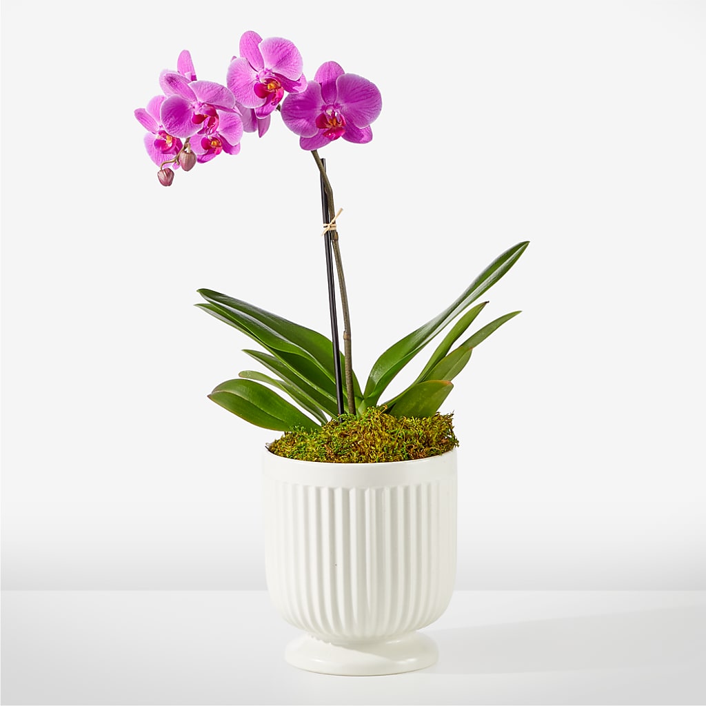 Friendly Fuchsia Orchid – The Stud Florist, Conyers GA