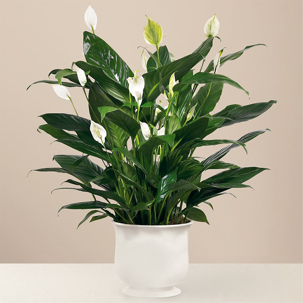 Comfort Planter – The Stud Florist, Conyers GA
