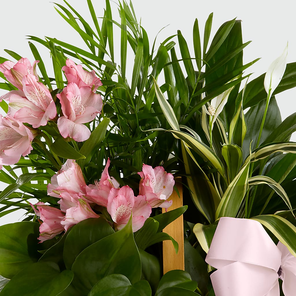 Living Spirit Dishgarden – The Stud Florist, Conyers GA