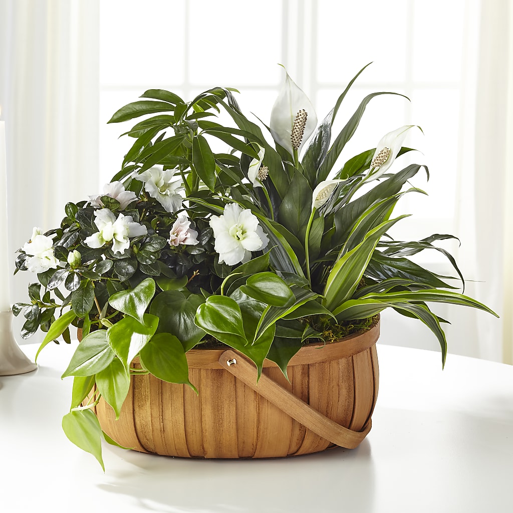 Serene Dishgarden – The Stud Florist, Conyers GA
