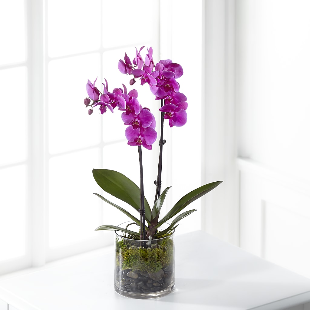 Pink Orchid Plant – The Stud Florist, Conyers GA