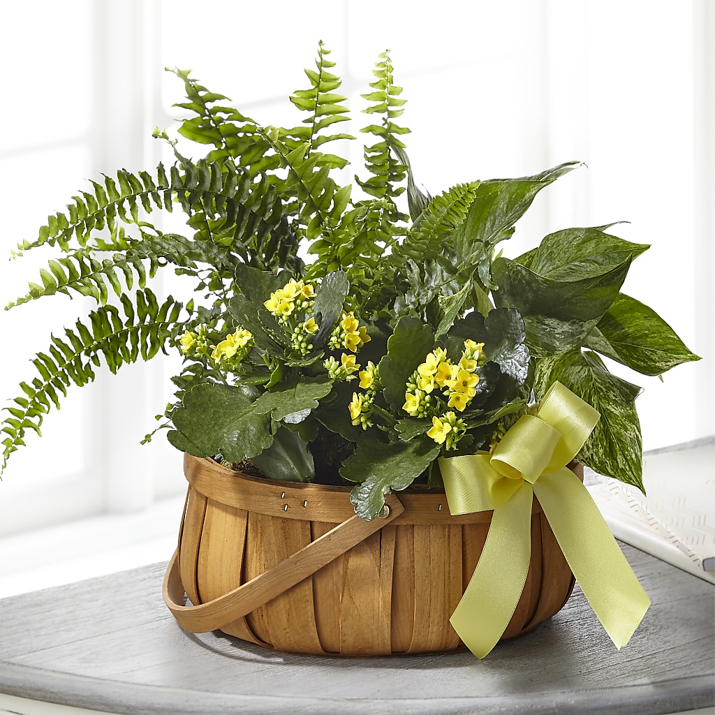 Always Dear Dishgarden – The Stud Florist, Conyers GA