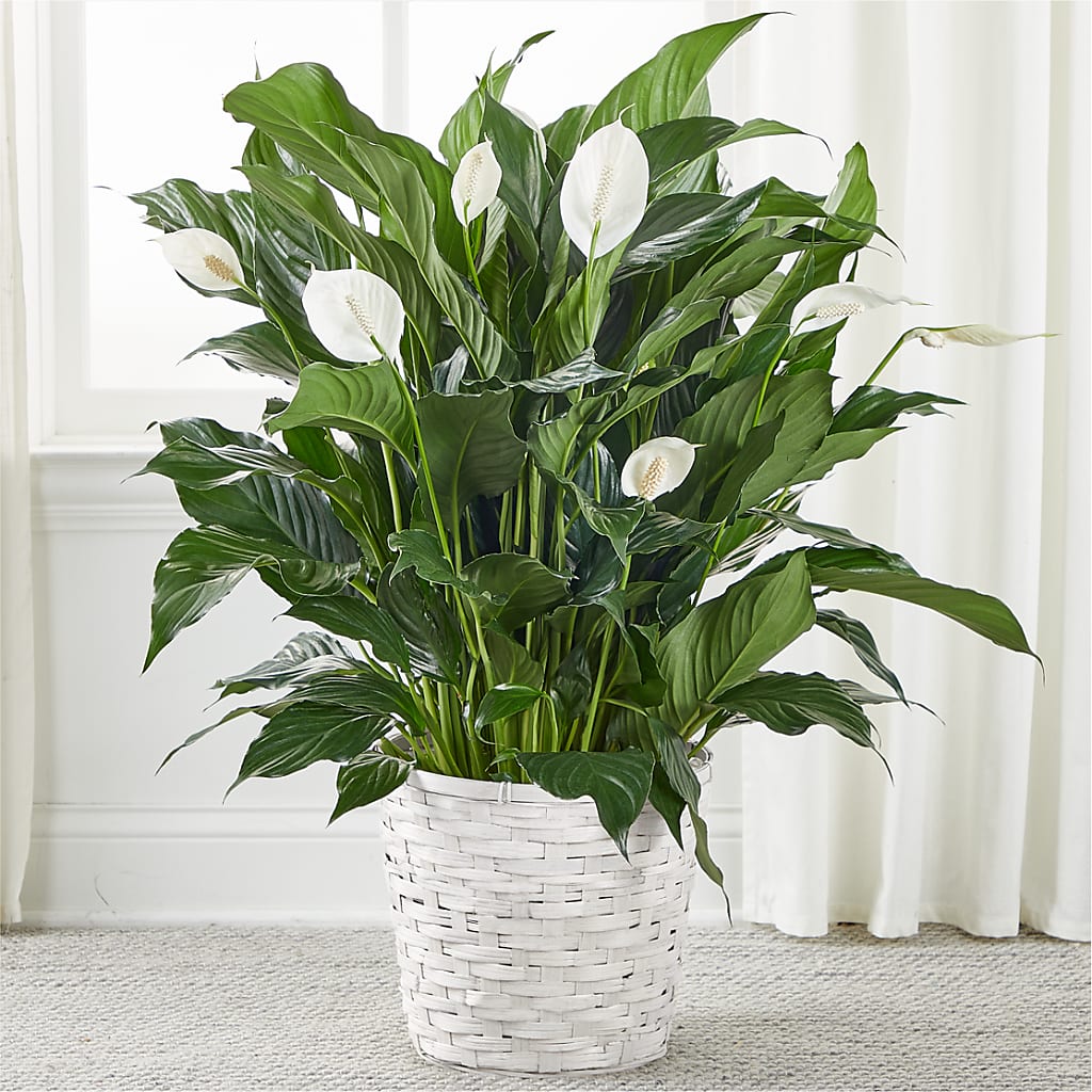 A New Leaf Peace Lily – The Stud Florist, Conyers GA
