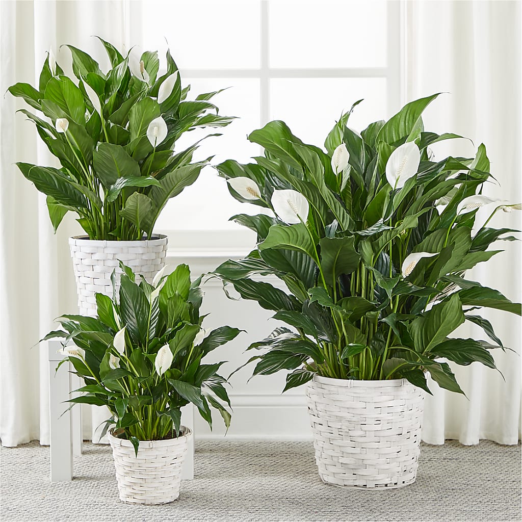 A New Leaf Peace Lily – The Stud Florist, Conyers GA