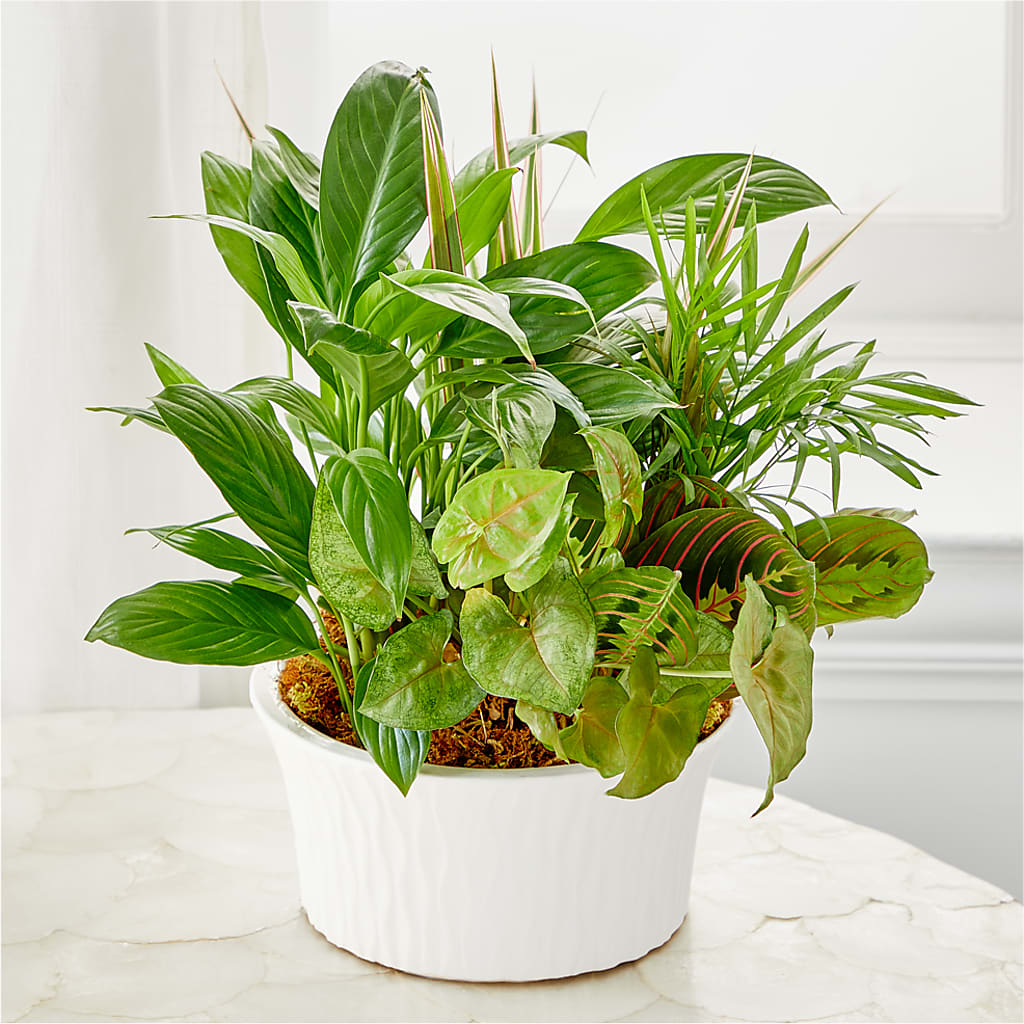 Balance & Harmony Dishgarden – The Stud Florist, Conyers GA