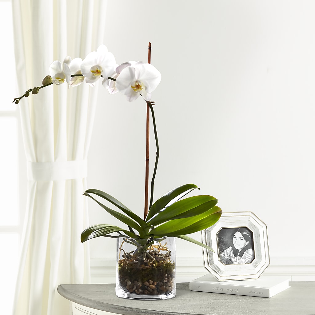 White Orchid Planter – The Stud Florist, Conyers GA