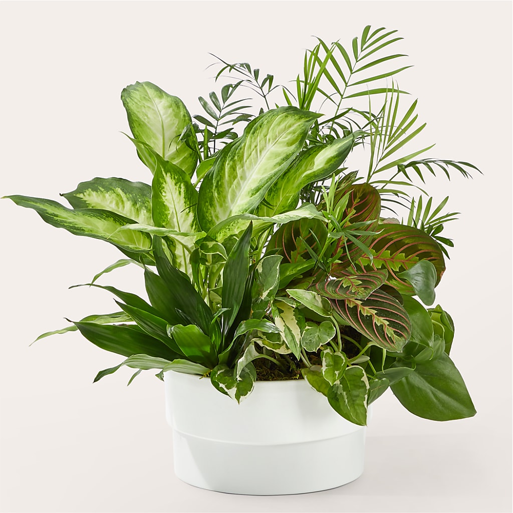 Radiating Positivity Dishgarden – The Stud Florist, Conyers GA