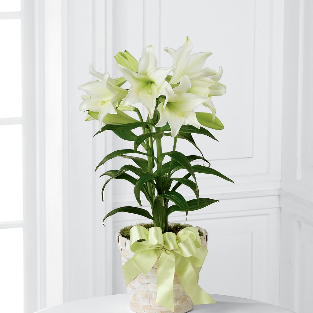 Easter Lily Plant –  The Stud Florist, Conyers GA