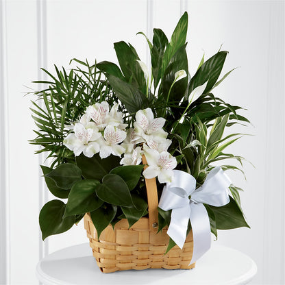 Peace & Serenity Dishgarden –  The Stud Florist, Conyers GA