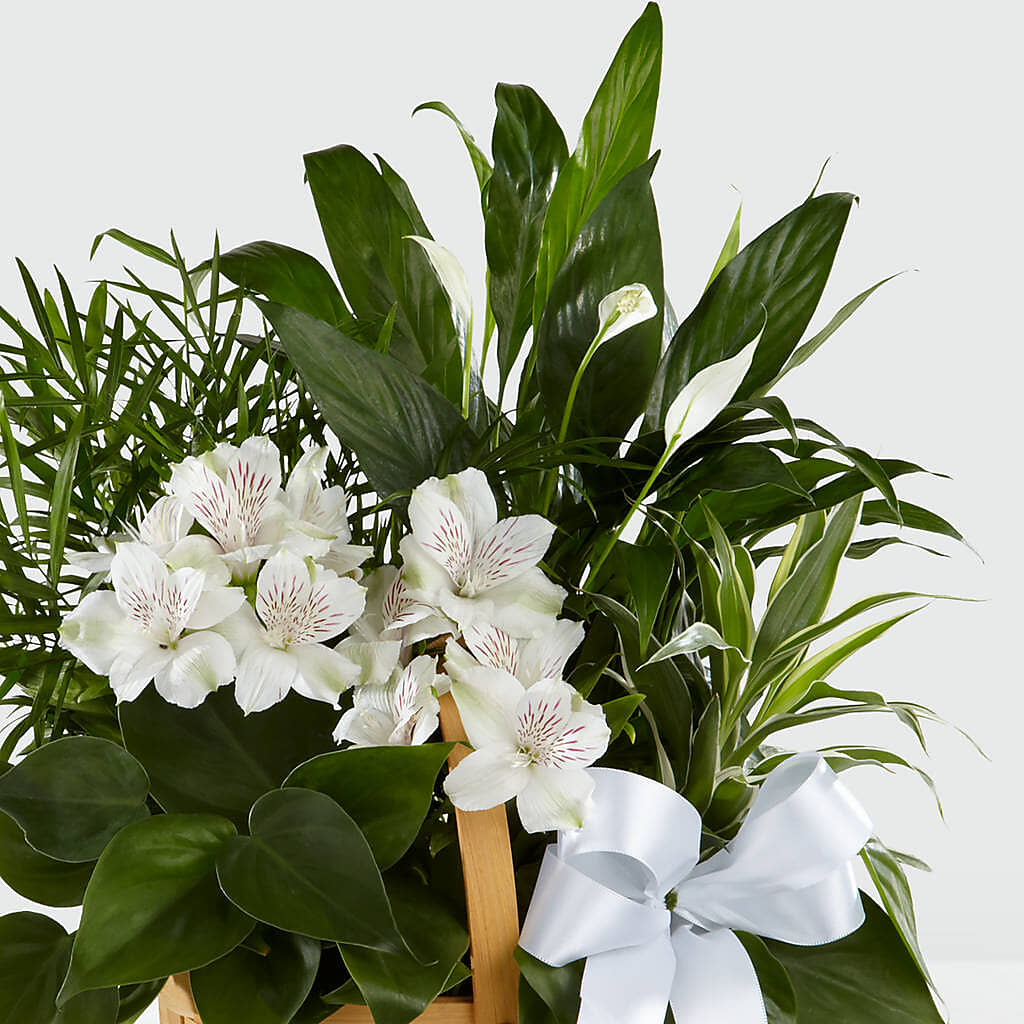 Peace & Serenity Dishgarden –  The Stud Florist, Conyers GA