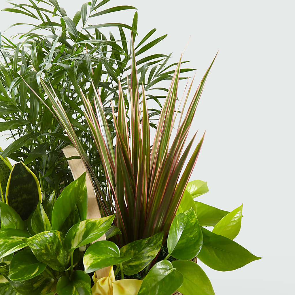 French Garden –  The Stud Florist, Conyers GA