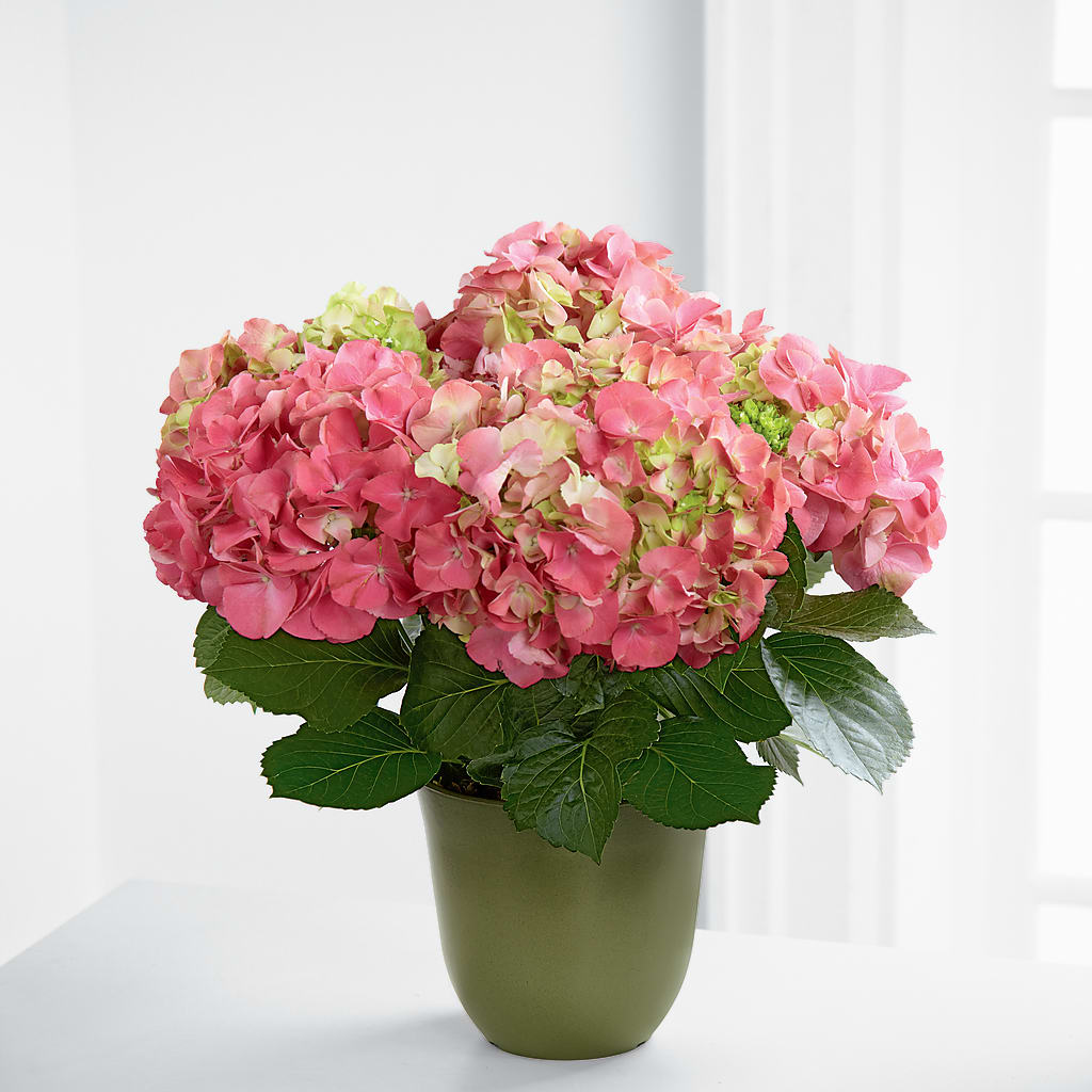 Pink Hydrangea Planter –  The Stud Florist, Conyers GA