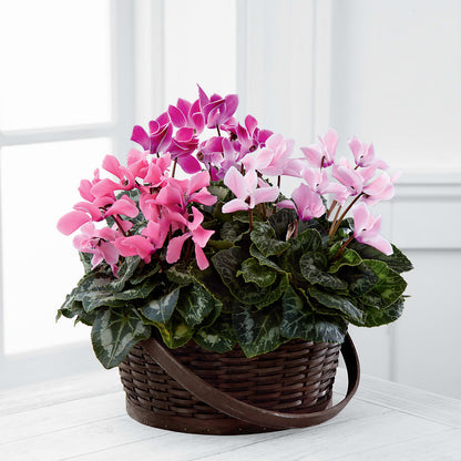 Mixed Cyclamen Planter –  The Stud Florist, Conyers GA