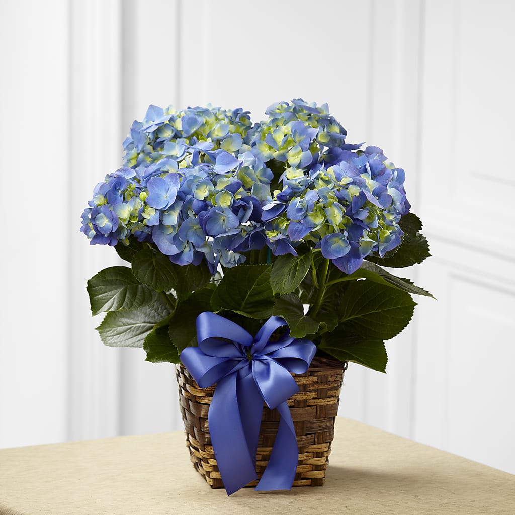 Blue Hydrangea Planter –  The Stud Florist, Conyers GA