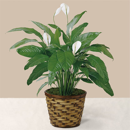 Tranquil Moments Peace Lily Plant –  The Stud Florist, Conyers GA