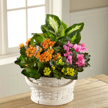 Color Crush Dishgarden –  The Stud Florist, Conyers GA