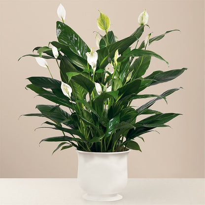 Comfort Planter –  The Stud Florist, Conyers GA