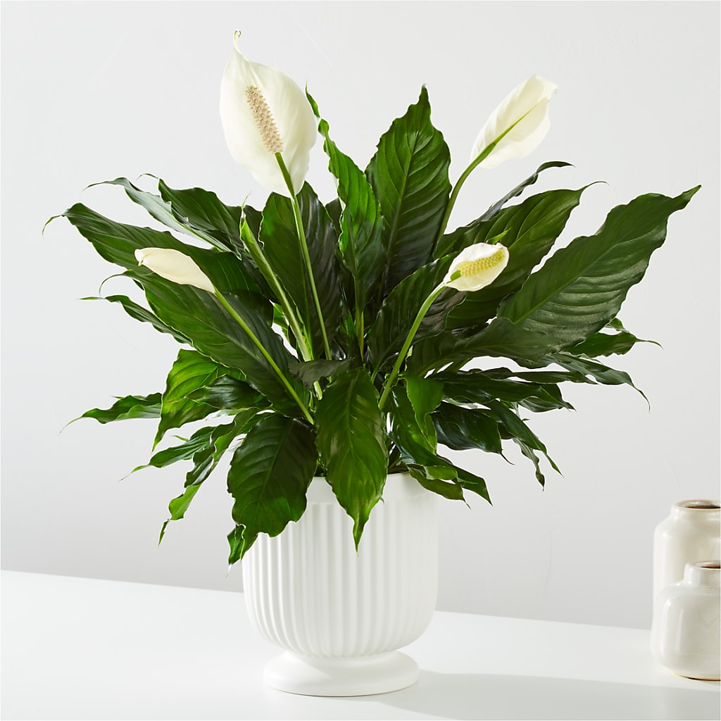 Comfort Planter –  The Stud Florist, Conyers GA
