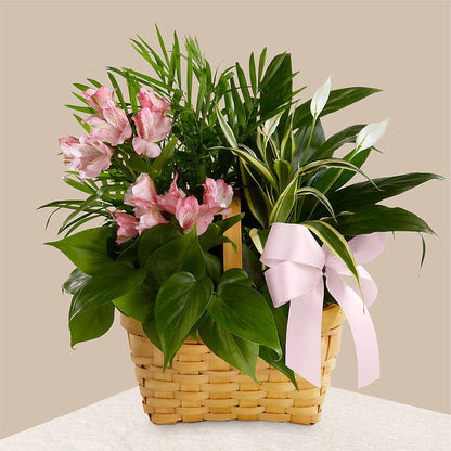 Living Spirit Dishgarden –  The Stud Florist, Conyers GA