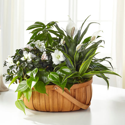 Serene Dishgarden –  The Stud Florist, Conyers GA