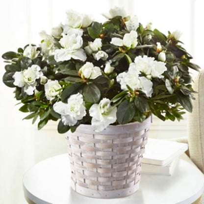 White Azalea Plant –  The Stud Florist, Conyers GA