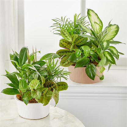 Balance & Harmony Dishgarden –  The Stud Florist, Conyers GA
