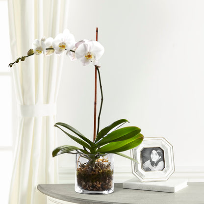 White Orchid Planter –  The Stud Florist, Conyers GA